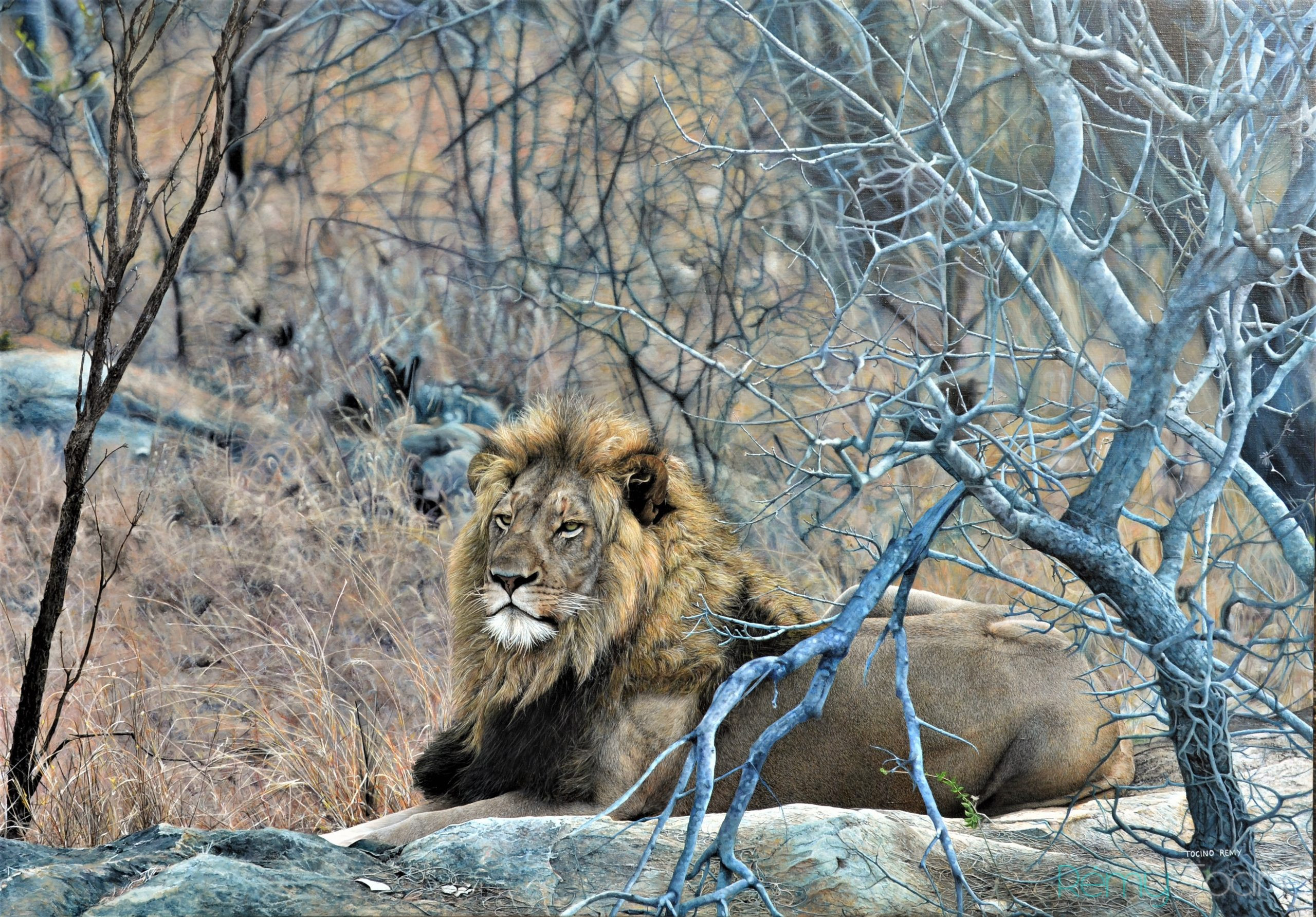 Lion of Karongwe